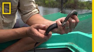 Why Snakes Are Disappearing From Southeast Asia’s Largest Lake  National Geographic [upl. by Atrebor]