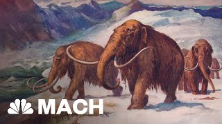 Scientist Tries To Bring The Woolly Mammoth Back From The Dead  Mach  NBC News [upl. by Cibis]