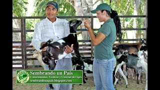 Cómo Criar Ganado Caprino Parte4 Manejos Sanitarios de Cabras y Chivos [upl. by Mandel]