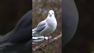 Black headed gull Kokmeeuw [upl. by Wardlaw586]