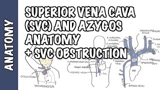 Superior vena cava and the azygos system clinical anatomy  SVC obstruction oncology emergency [upl. by Erikson]