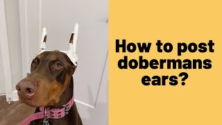 How to post dobermans ears [upl. by Ilsa864]