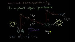 Anoxygenic photosynthesis  Photosynthesis in higher plants  Biology  Khan Academy [upl. by Marlen106]