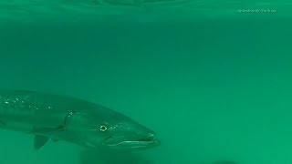 Barracuda at Xelha Park Mexico [upl. by Dari]