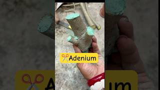 ✂️এডেনিয়াম এর বনসাই😲Adenium Bonsai care🌱Desert Rose Bonsai plant garden bonsai [upl. by Ididn]