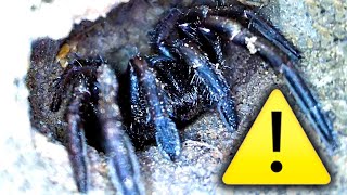 Funnel Web Style Spider Infestation Found 200 Deadly Spider Nests EDUCATIONAL VIDEO [upl. by Ilario203]