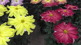 Chrysanthemum flower festival in Japan Kiku Matsuri [upl. by Deehsar]