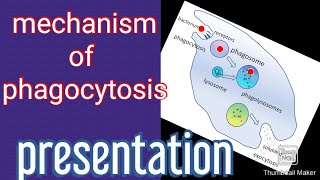 mechanism of phagocytosis [upl. by Marylee191]