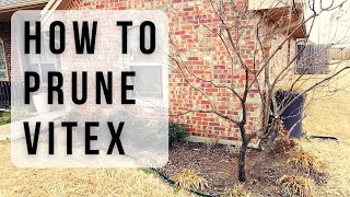 How to Prune Vitex or Chaste Tree [upl. by Odnalro944]