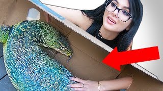 WHATS IN THE BOX CHALLENGE LIVE ANIMALS [upl. by Natsreik]