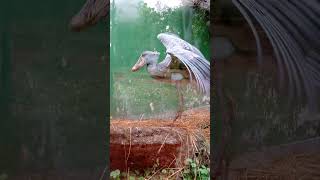 Shoebill Stork flying [upl. by Larisa]