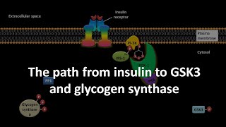 The path from insulin to GSK3 and glycogen synthase [upl. by Ciapas]