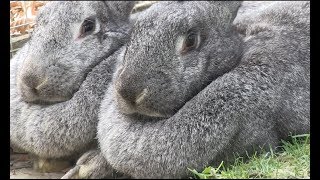 Meet the giant Flemish rabbits [upl. by Carleton]