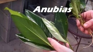 Beginner Plant Anubias Minima Anubias Congensis 3rd 125 Gallon tank [upl. by Woods]