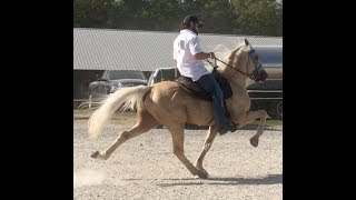 Reserve World Champion Speed Racking Stallion Ridgerunners Doc Holiday [upl. by Mirella]