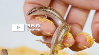 奧丁石龍子  小手手石龍子 Chalcides sepsoides [upl. by Pegma880]