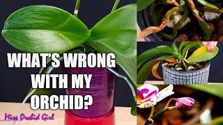 Orchid Care for Beginners  Phalaenopsis problems  How to spot treat amp prevent [upl. by Carnay]