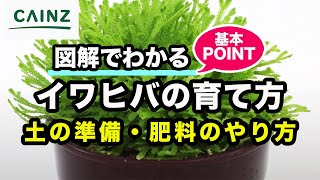 イワヒバ（イワマツ）の育て方 カインズ植物図鑑 [upl. by Nhabois]