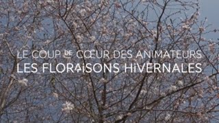 Les floraisons hivernales  Coup de cœur des animateurs [upl. by Kennith]