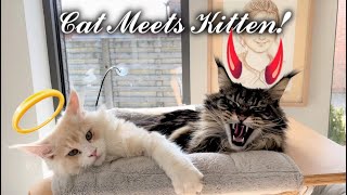 Big Maine Coon Cats meet New Kitten For The First Time [upl. by Anaitsirk760]