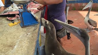 Friendly sea lion waiting for scraps at Galapagos Fish Market [upl. by Etnoval]