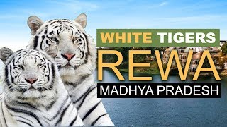 Watch The Rare amp Wild REWA WHITE TIGERS [upl. by Weinberg]