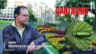 Cantharis in Homeopathy by Professor Obaidus Sattar [upl. by Cattan]