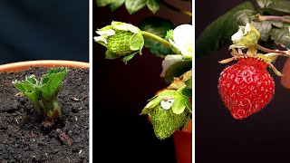 Strawbery growing time lapse  from frozen seedling [upl. by Mahsih]