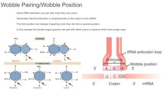 Wobble Pairing [upl. by Ayiotal]