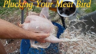 How To De Feather A Chicken The Easy Way [upl. by Yllime674]