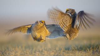 Real Angry Birds Sharptailed Grouse Battle [upl. by Suirauqram661]