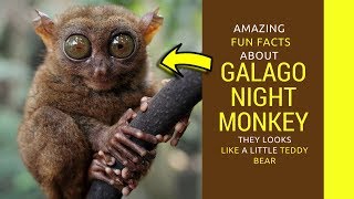 Bush baby pet facts Galago night monkey care [upl. by Adnima]