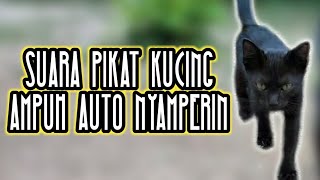 Suara Pikat Kucing Ampuh Auto Nyamperin  Suara Kucing  Suara Memanggil Kucing  Kucing Hitam Jinak [upl. by Aimac]