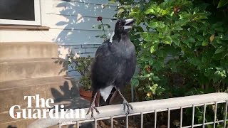 Australian magpie mimics emergency siren during NSW bushfires [upl. by Aleit]