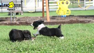 Friendly Welsh Corgi Hybrid Puppies [upl. by Atihana261]