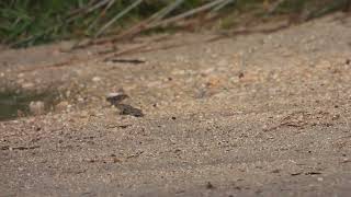 European Toad Rospo comune Bufo bufo [upl. by Hteazile]