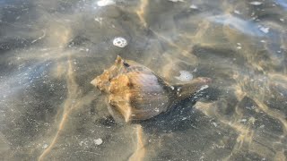 Live Whelks at Low Tide North Wildwood NJ [upl. by Ykvir888]