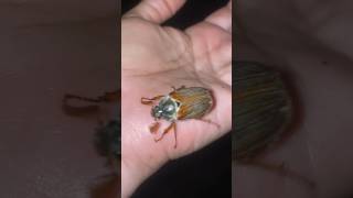 Cockchafer beetles  May bugs [upl. by Suiravad]