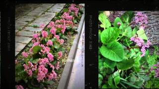 Бадан сердцелистный Bergenia cordifolia [upl. by Blus]