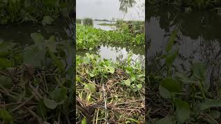 ស្ទូចត្រី😝 automobile wavegarden dance travel flowergarden nature tiktok smartphone vlog [upl. by Ambrosius]