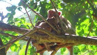 Young Joanna Come To Mama Jane after Long Walk To Get Food on Dec 92024USao1304Ambers [upl. by Herrle250]