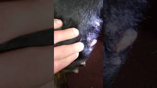 3 How to remove a cutaneous skin tumor from your dog at home Day 7 part I [upl. by Baylor]