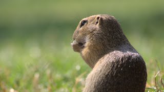 Ziesel Erdhörnchen Spermophilus citellus Videos [upl. by Nylarej]