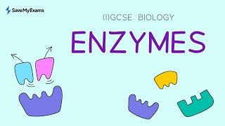 Enzymes  IGCSE Biology and GCSE Biology Revision [upl. by Yelssew]