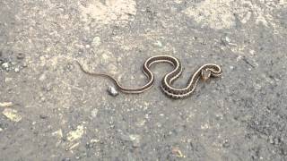 Northwestern Garter Snake at Point Reyes California [upl. by Aciretnahs]