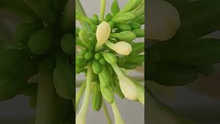 Penefits Of Papaya Flower😱 பப்பாளி பூ வின் பலன்கள்👍 [upl. by Arihsa]