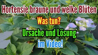 Hortensien Blüten werden braun  Was kann man dagegen tun Ursache Lösung für welke Blüten Hydrangea [upl. by Monson932]