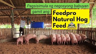 Pagsisimula ng Negosyong Babuyan Gamit ang Feedpro Natural Hog Feed [upl. by Coltin]