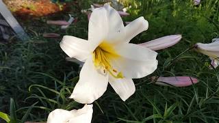 Growing Lilies from seed Trumpet Lilium Regale [upl. by Fusuy602]