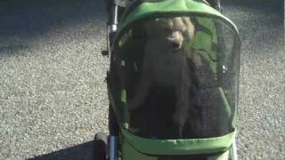 Top 10 Reasons Why People Love the Dogger Dog Stroller [upl. by Sirad41]